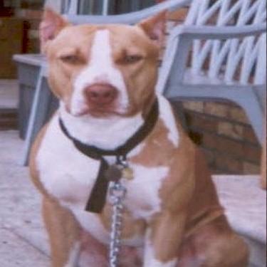Top Of The Line Pits Bruce Bruce Pit Bull.jpg